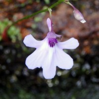 Utricularia moniliformis P.Taylor